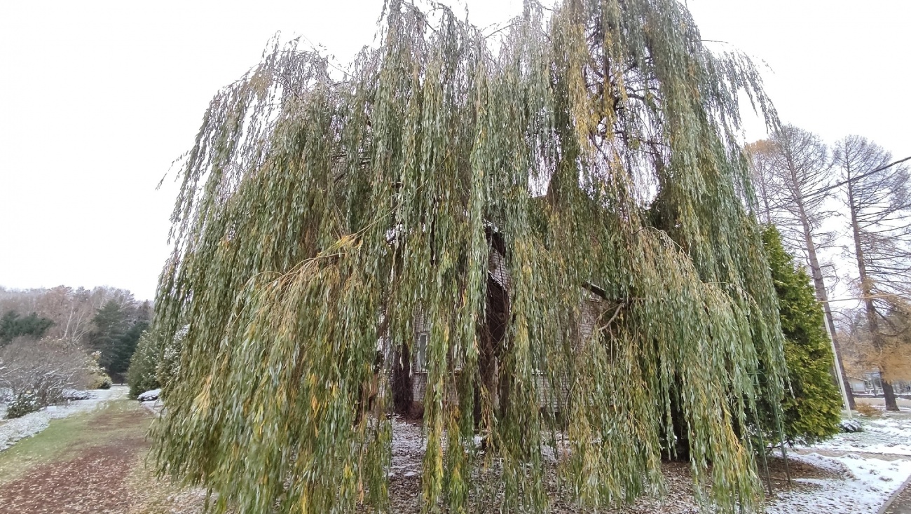 В Йошкар-Оле обнаружили дерево Эйвы из фильма «Аватар»