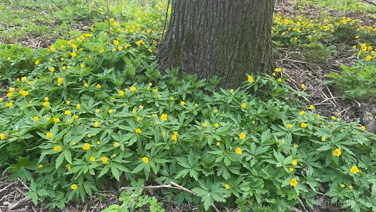 Синоптик рассказал, каким будет май
