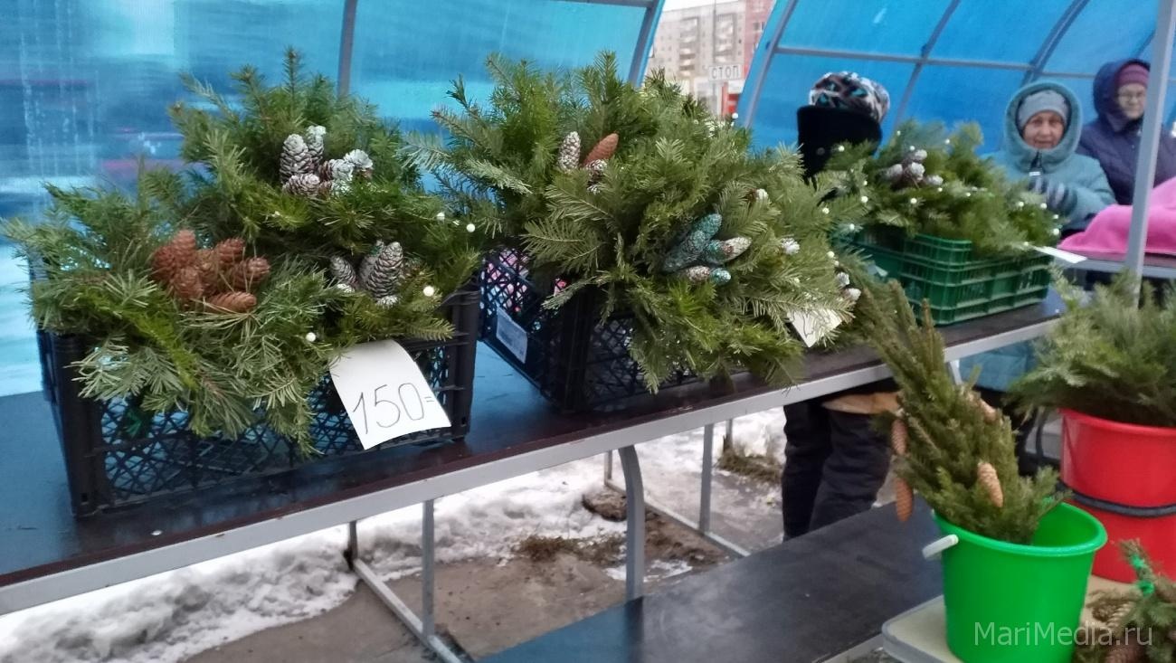 Еловые лапки — альтернатива ёлочным базарам