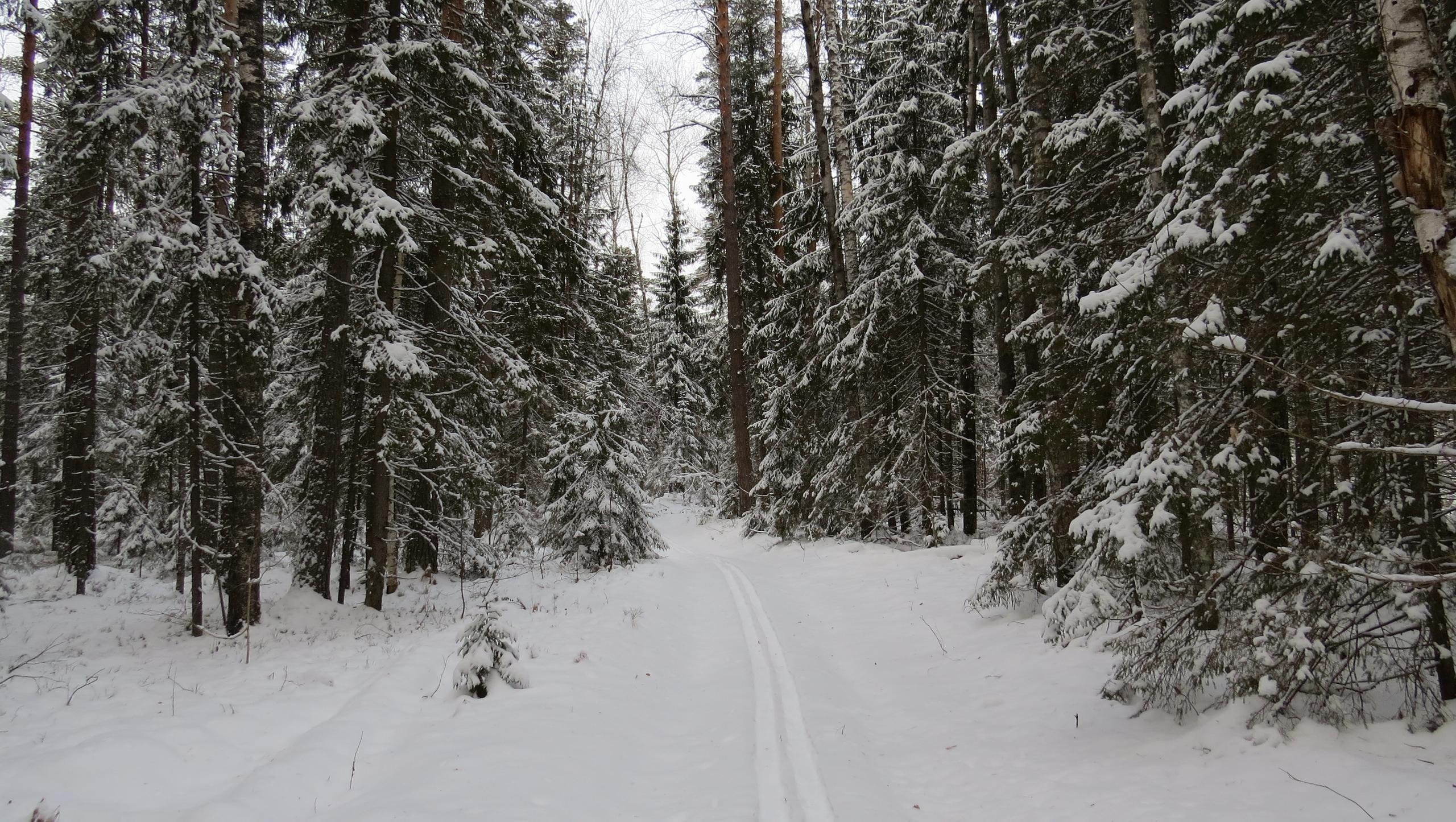 10 советов для тех, кто встречает Новый год на природе