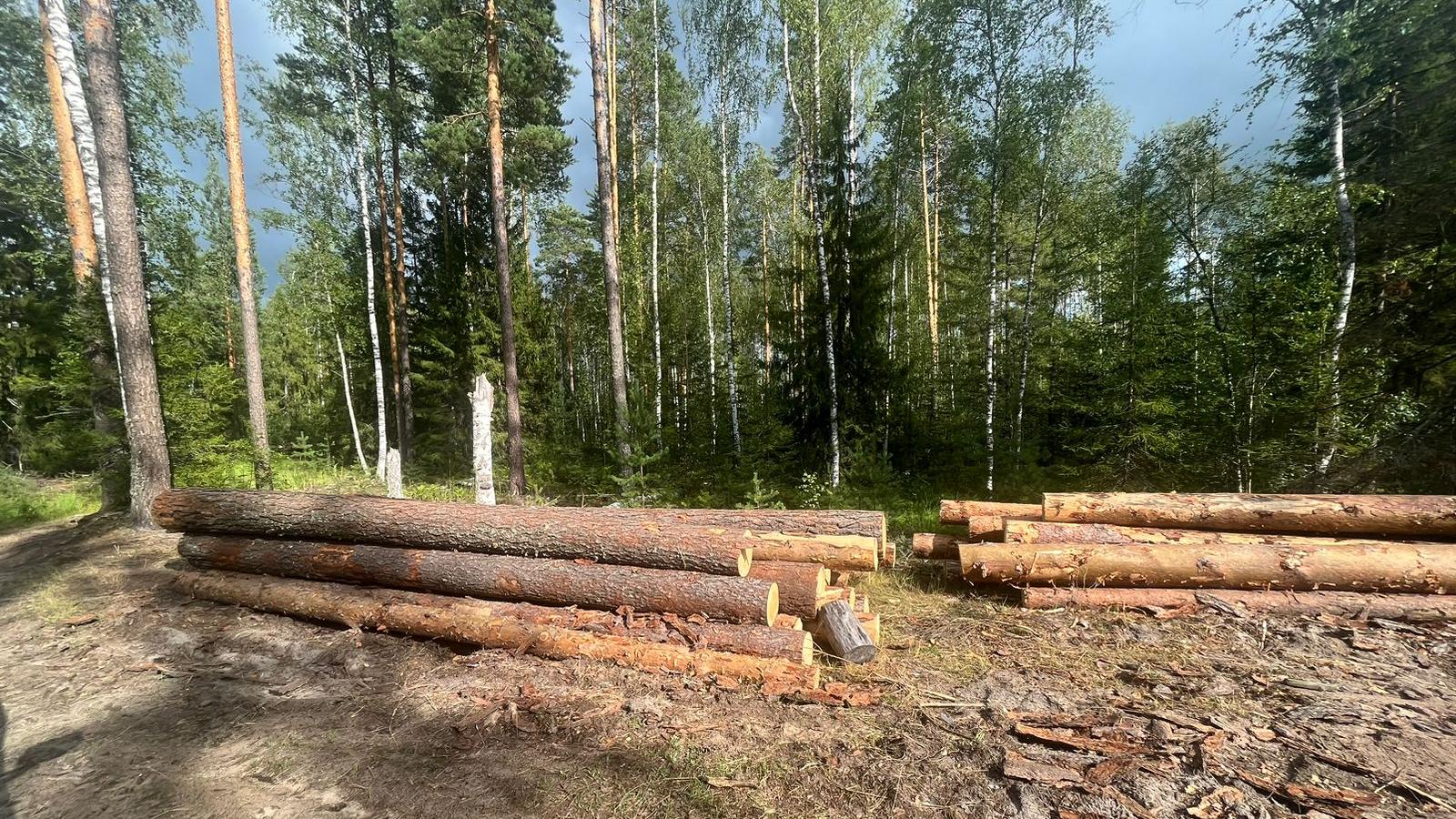 В Марий Эл участники СВО получат 50-процентную скидку на покупку леса