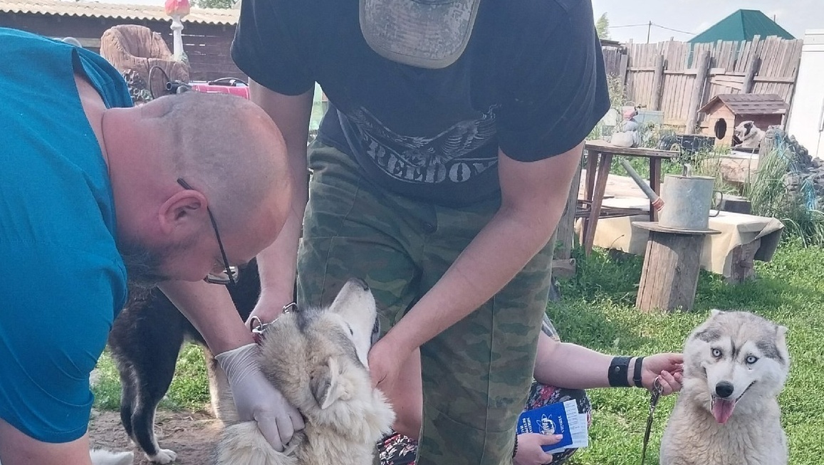 В посёлке Нолька привьют домашних животных от бешенства