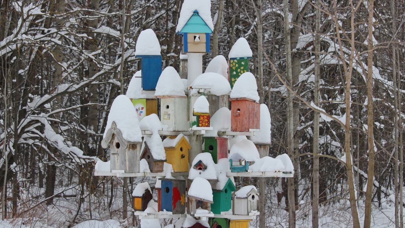 В Марий парке в борьбе с вредителями будут участвовать пернатые