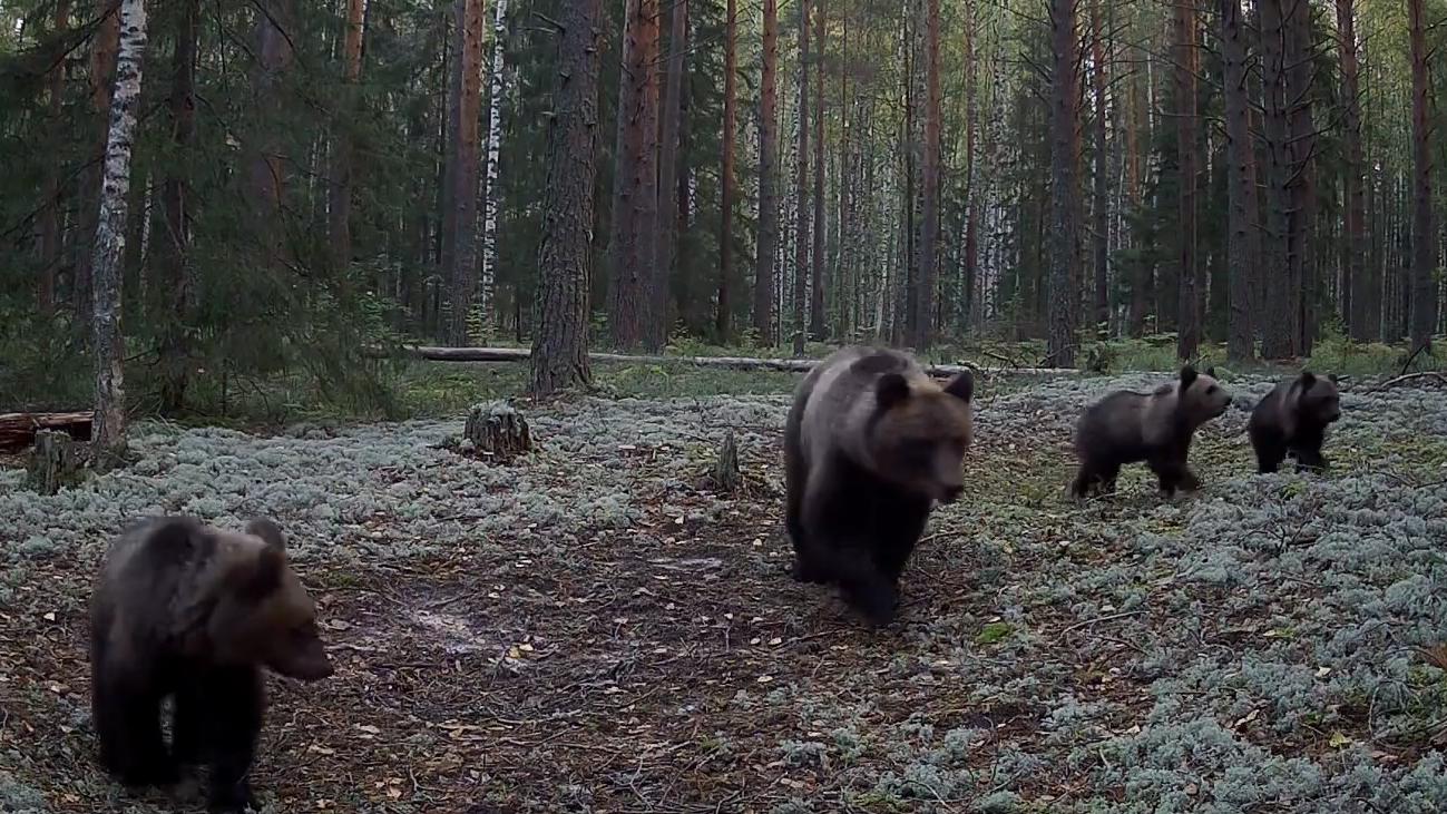 Фотоловушки в Марий Эл подсмотрели за прогулкой медведицы и трёх медвежат