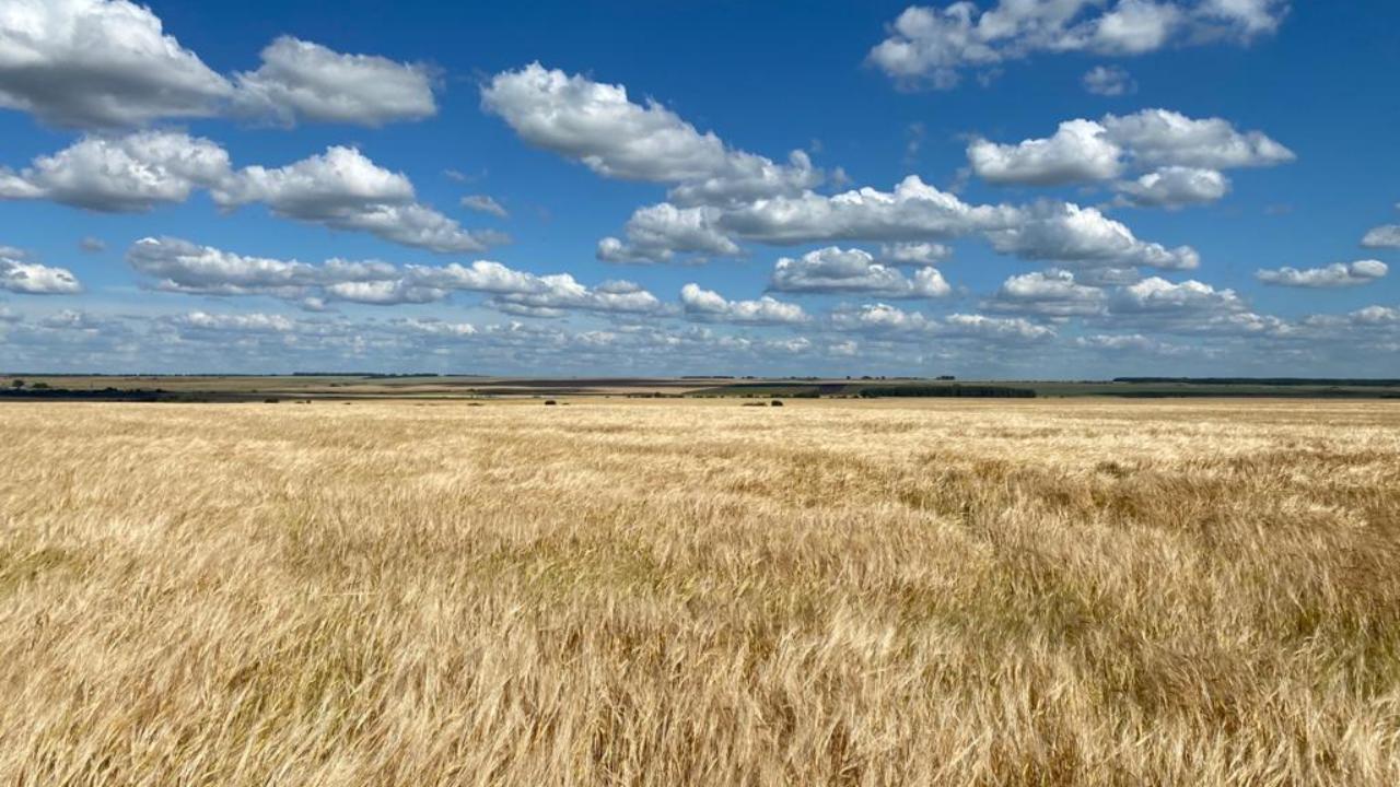 На полях Марий Эл в 2019 году появятся «Грум» и «Кулон»