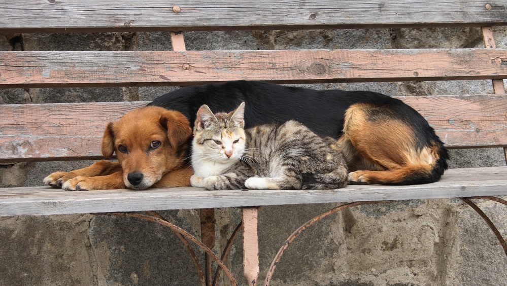 В России приняты законы, защищающие животных