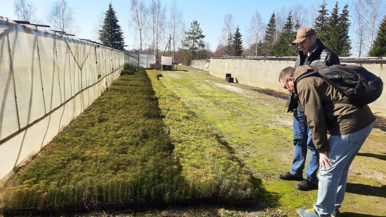 Герой Марий Эл ознакомился с технологиями выращивания лесных культур