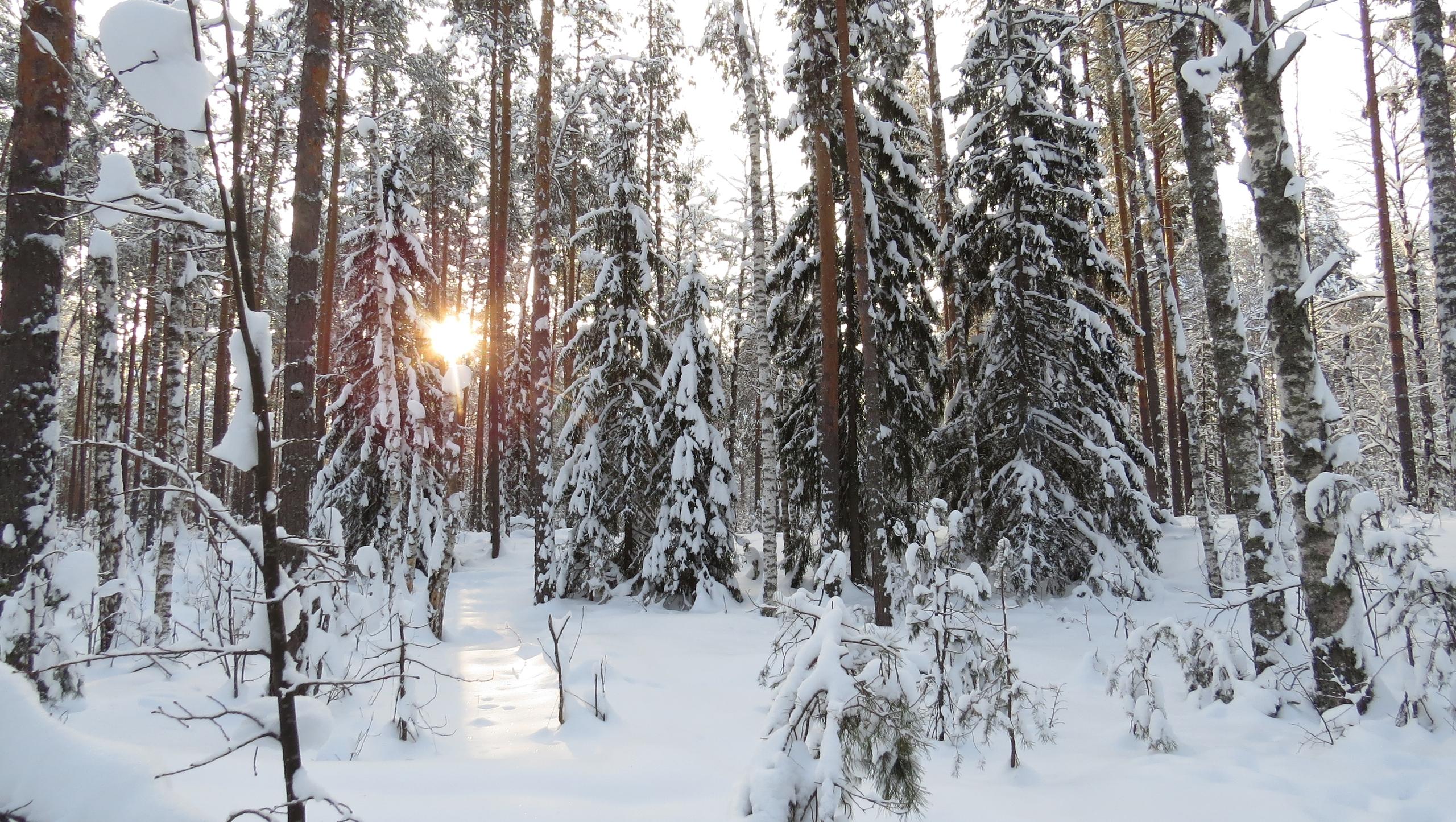 В заповеднике «Большая Кокшага» начинается зимний маршрутный учёт