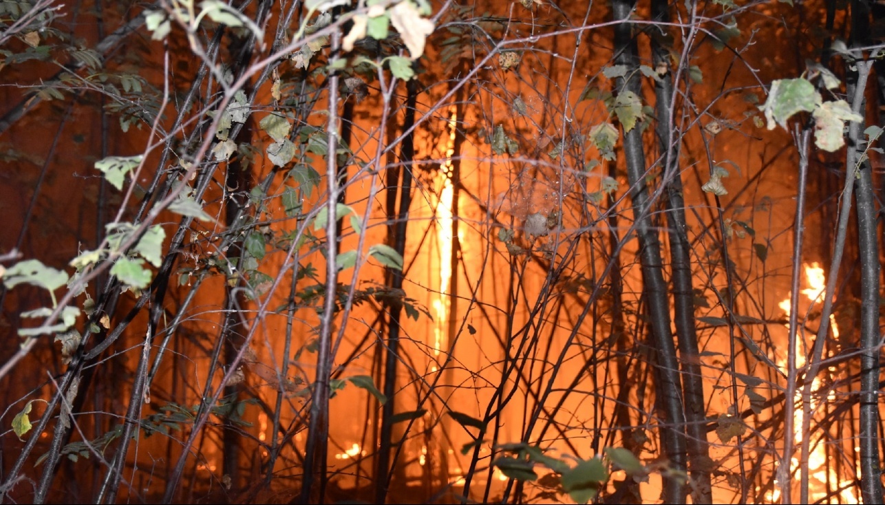 В выходные в Марий Эл горел лес и сухая трава