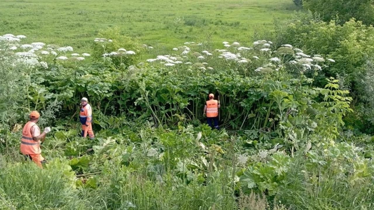 В Марий Эл дорожников бросили на борьбу с борщевиком