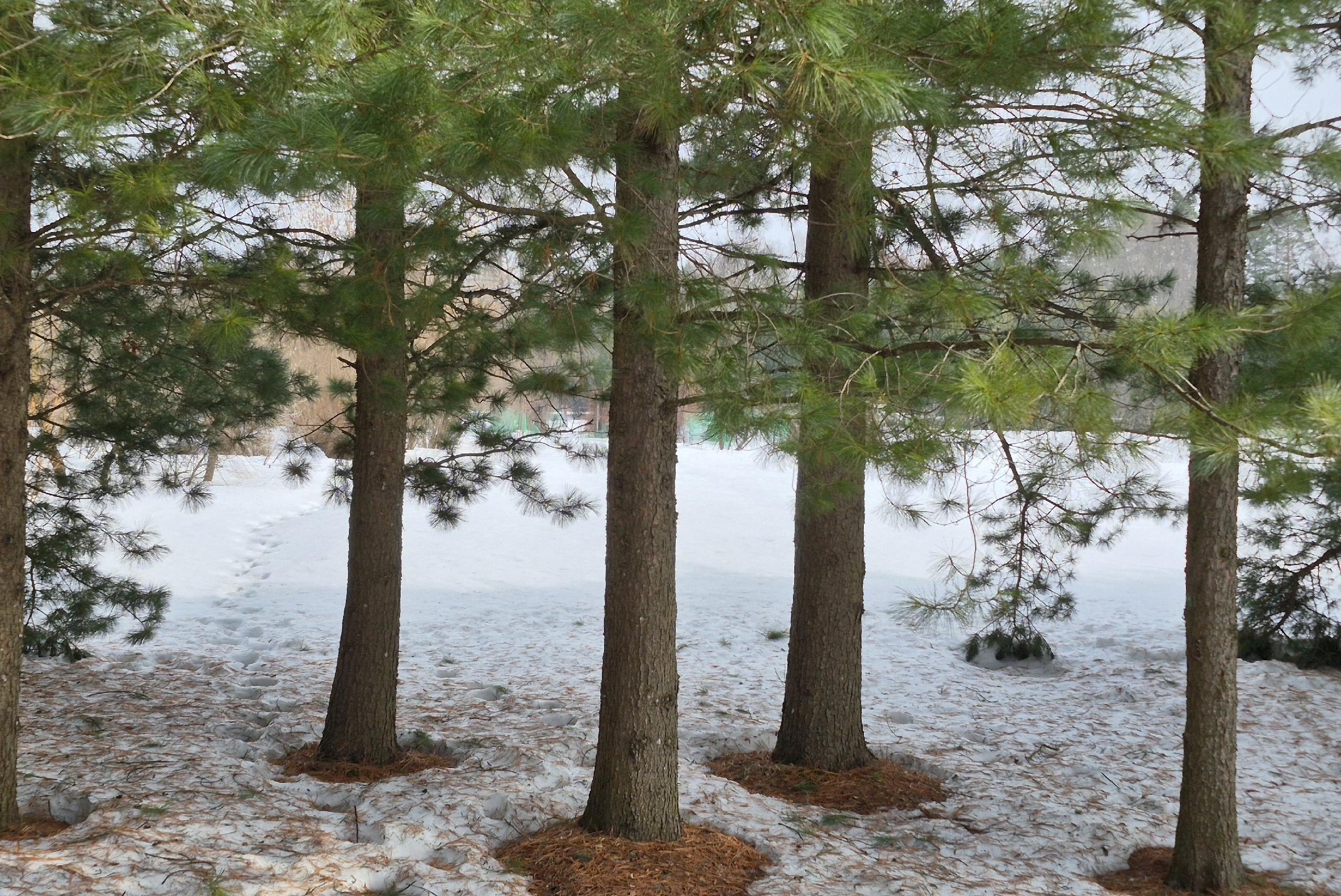 В Ботаническом саду Йошкар-Олы рассказали о фенологическом показателе прихода весны