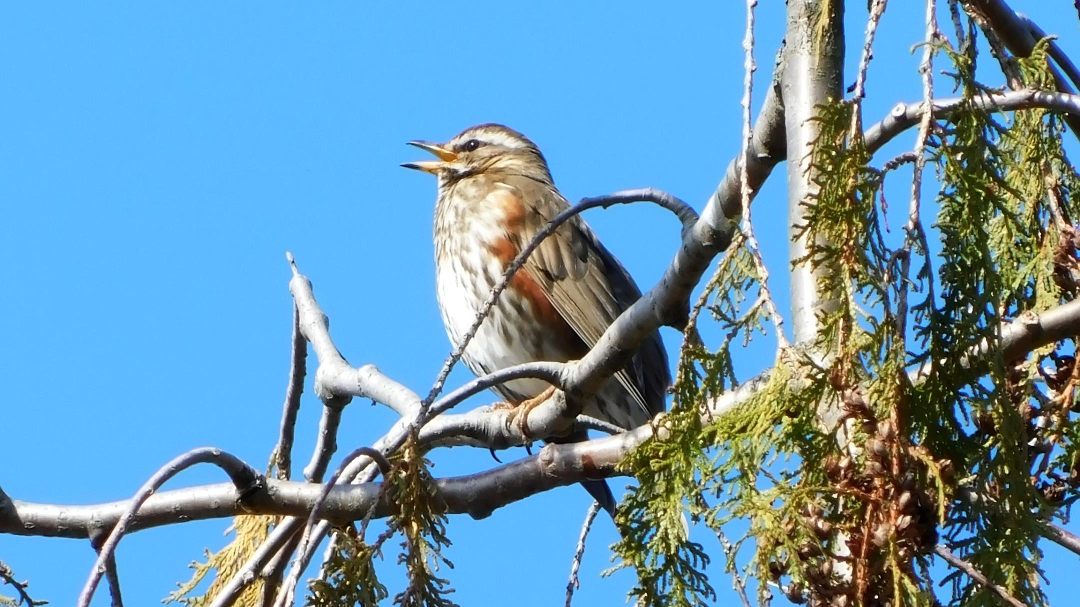 В Йошкар-Олу вернулись шумные дрозды