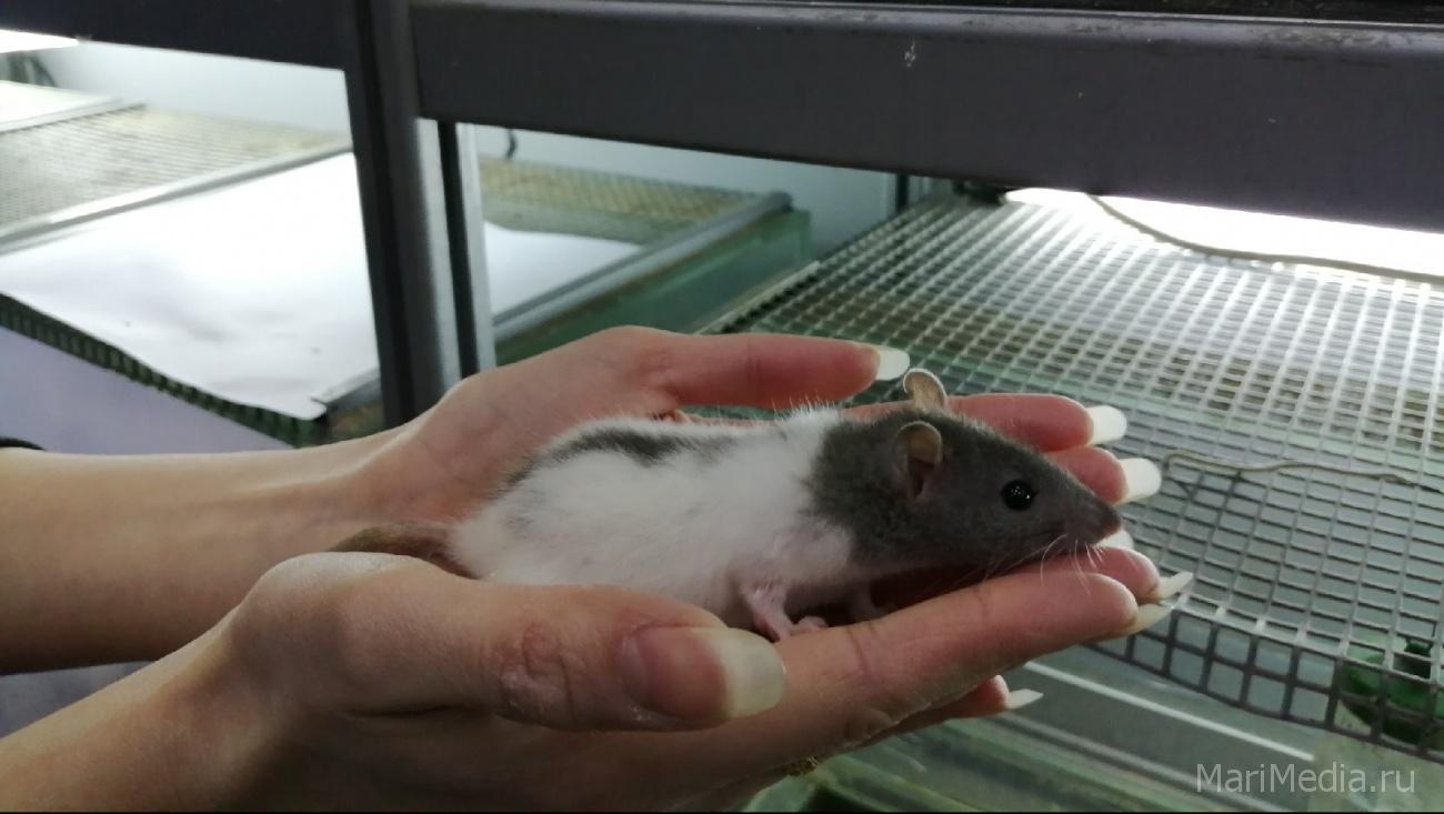 Домашний питомец – символ наступающего года