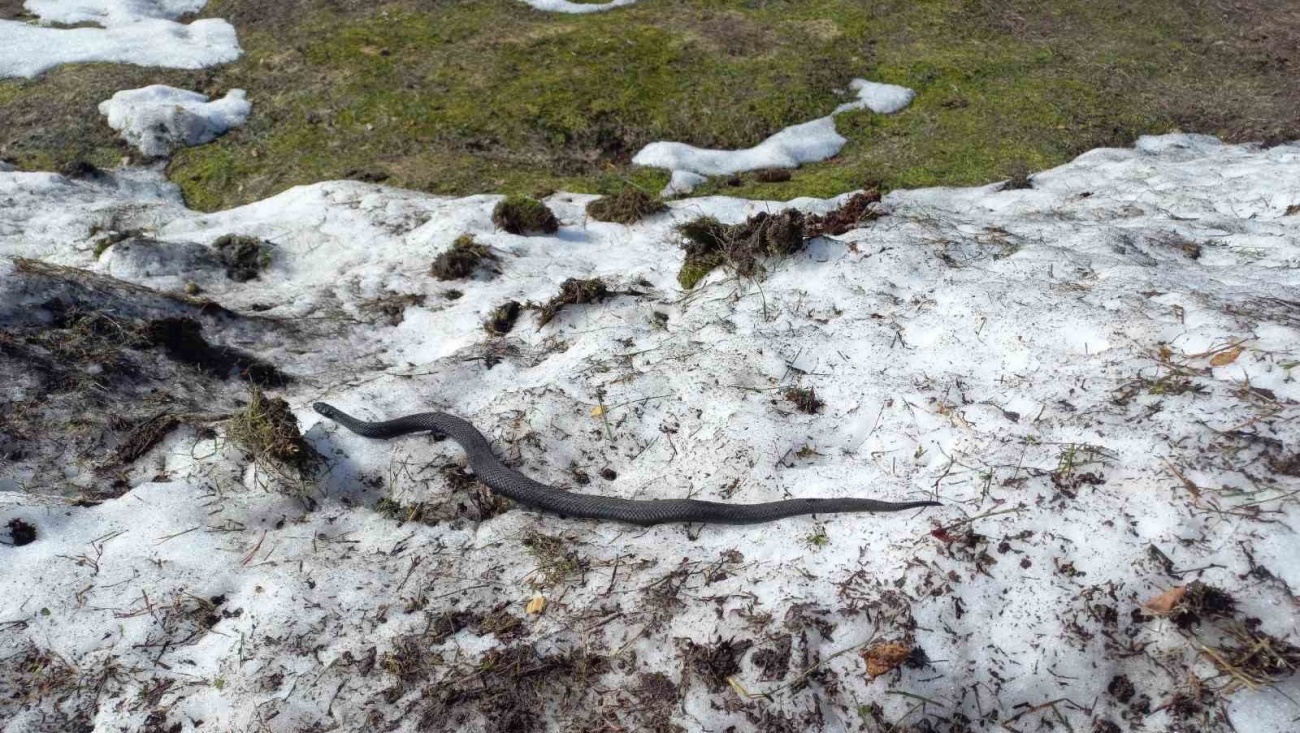 С потеплением в лесах Марий Эл выползли гадюки