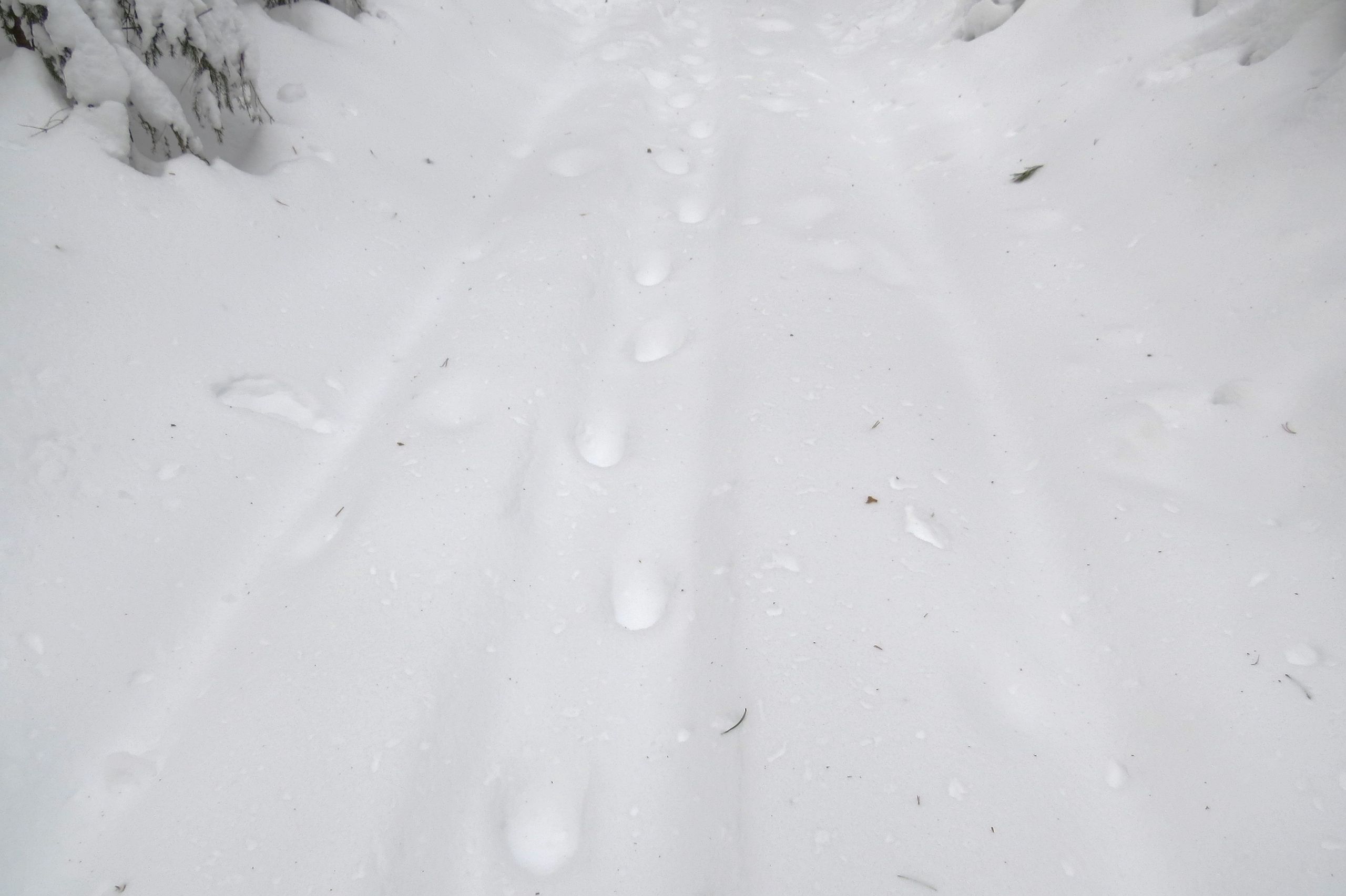 В марийском лесу зафиксировали редкий момент 
