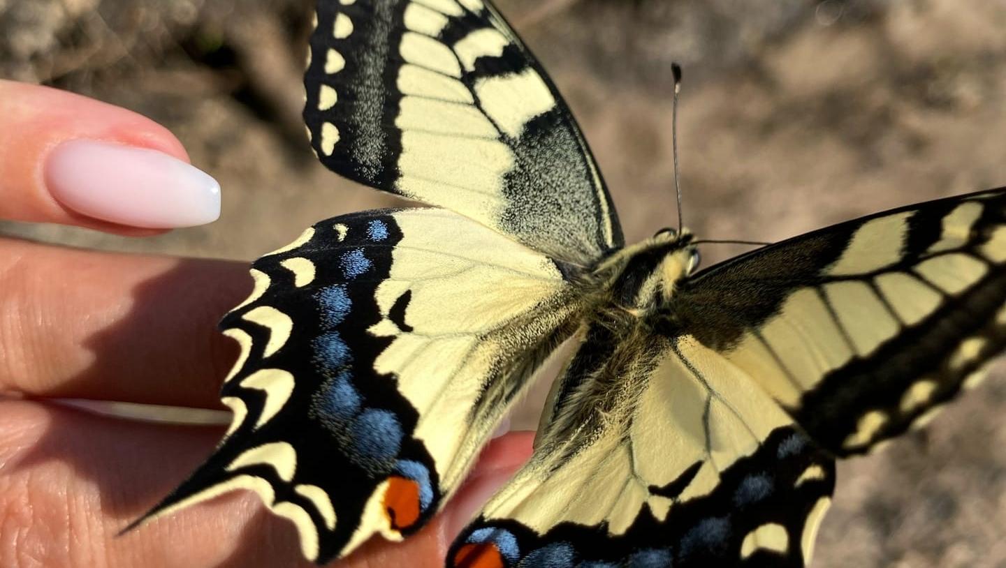Экологи Марий Эл рассказали, почему бабочки пробуют еду на вкус лапками