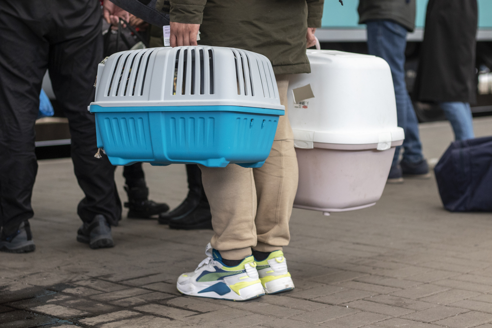 Абиссинец из России возглавил рейтинг Всемирной федерации кошек 2025 года