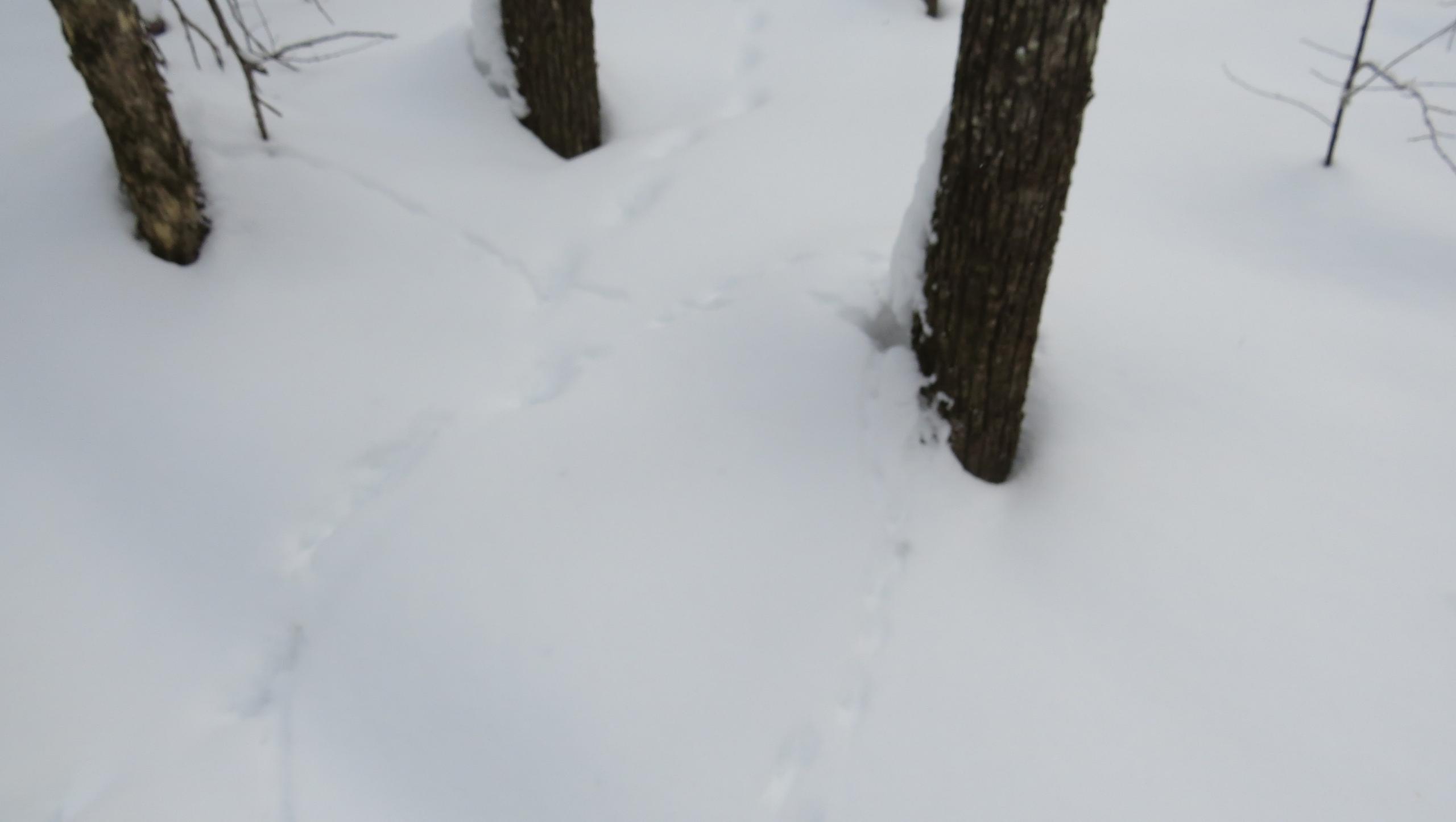 В толще снега заповедника Марий Эл обнаружили следы ныряльщицы в сугробы