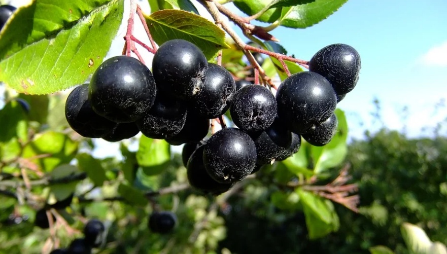 Исследования показали, что черноплодная рябина на 96,98% подавляет активность SARS-СoV-2