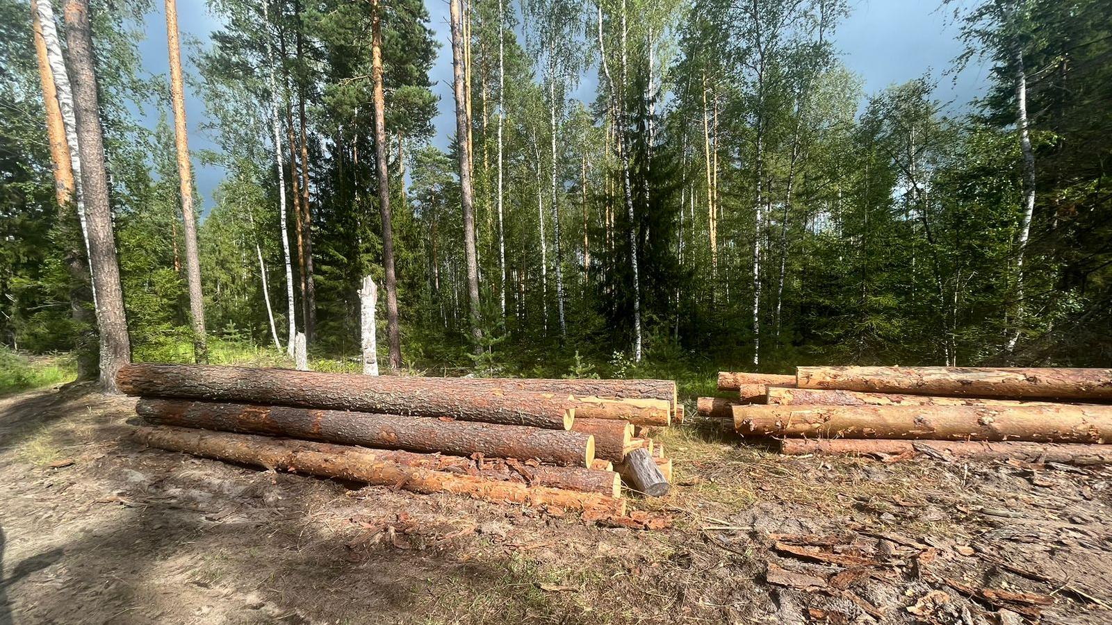 Правительство Марий Эл с марта будет по новым правилам распоряжаться древесиной