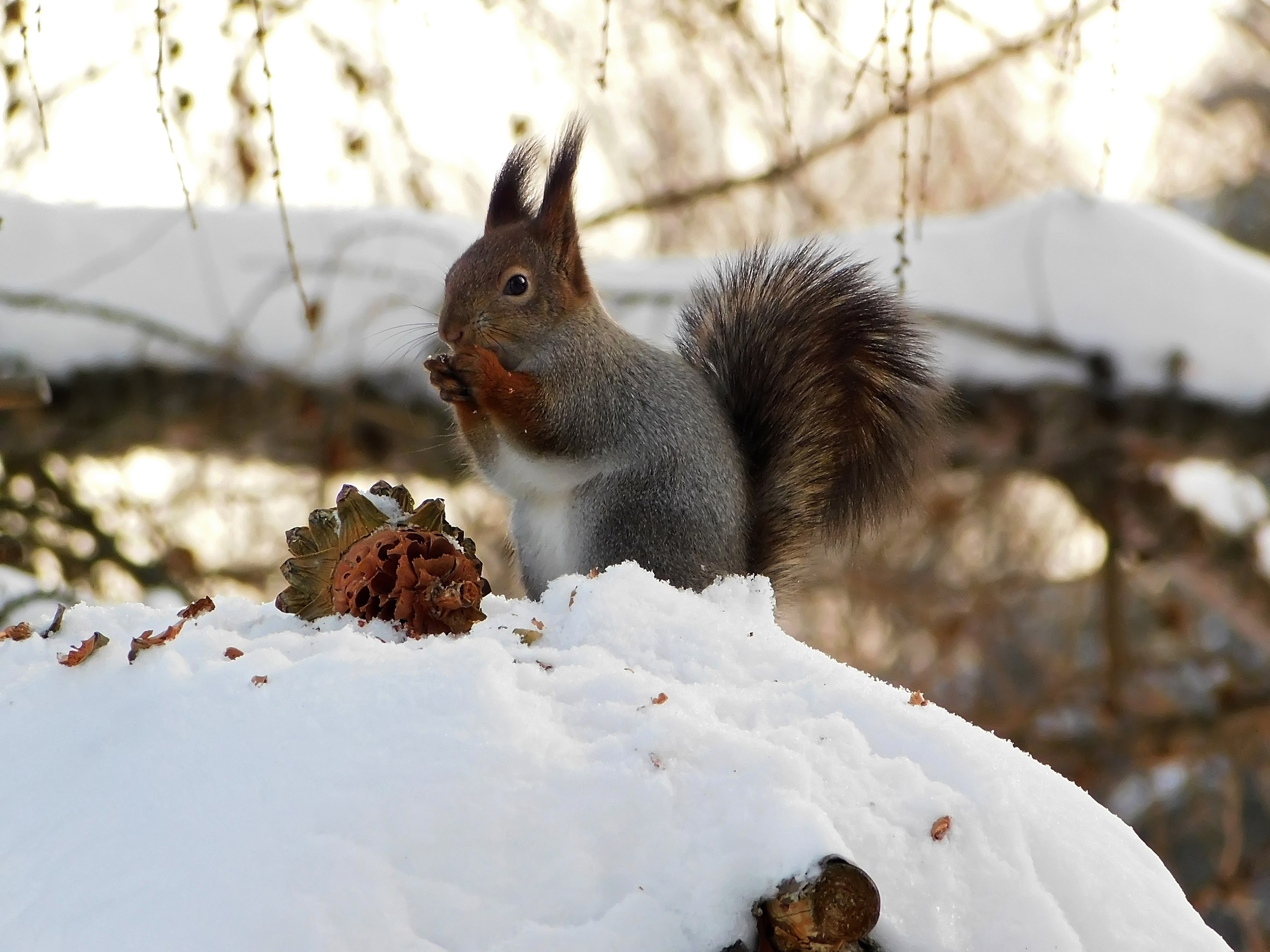 Марийские экологи рассказали интересные факты о белках и их любимых лакомствах