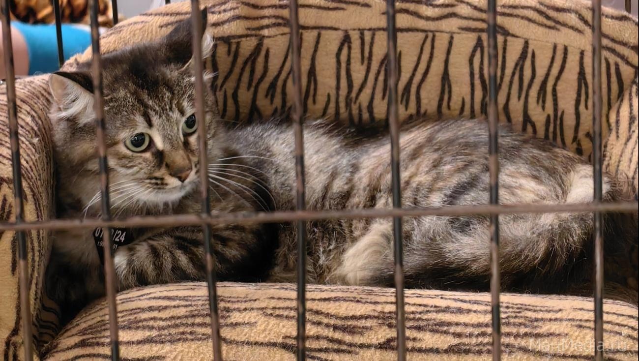 В Самаре пройдёт первый WOOF-фестиваль