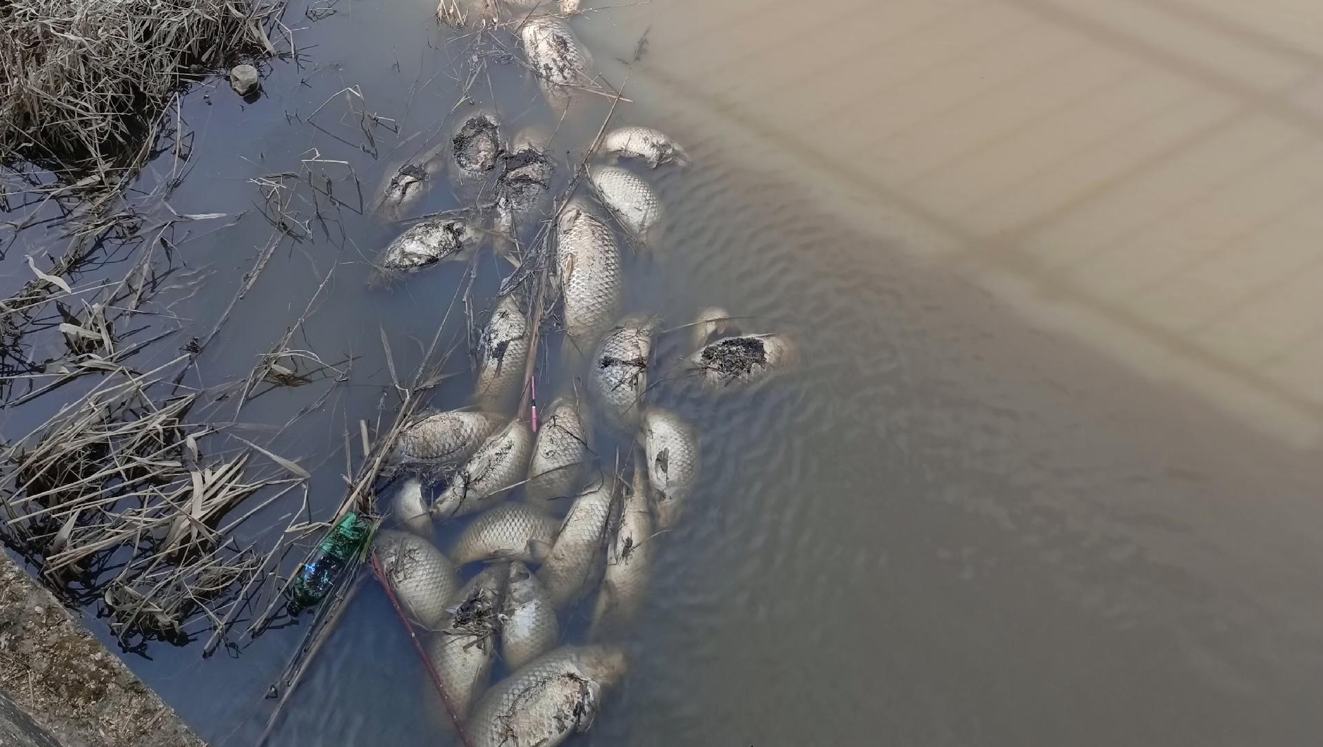 В Советском районе подсчитали ущерб от гибели рыбы на плотине 