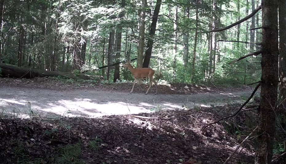 В заповеднике «Большая Кокшага» зафиксирован новый вид млекопитающего
