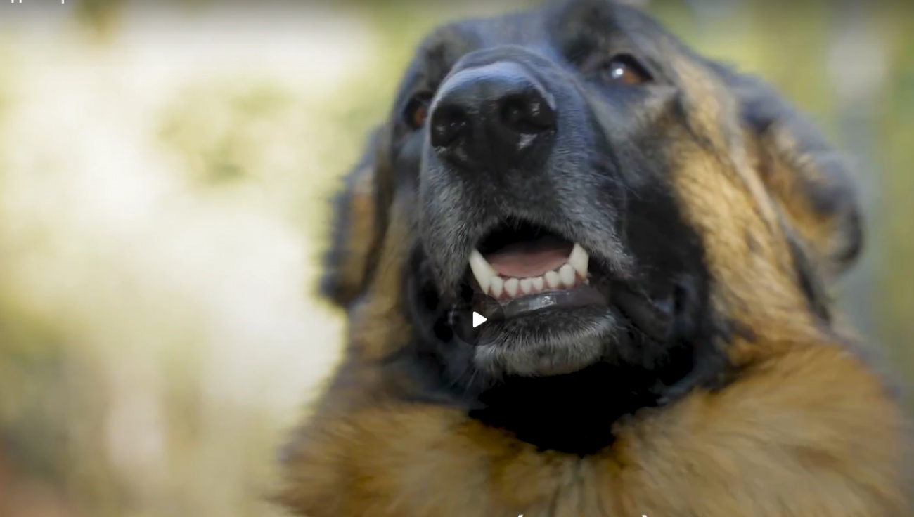 На следующей неделе в деревне Кельмаково будут вакцинировать от бешенства