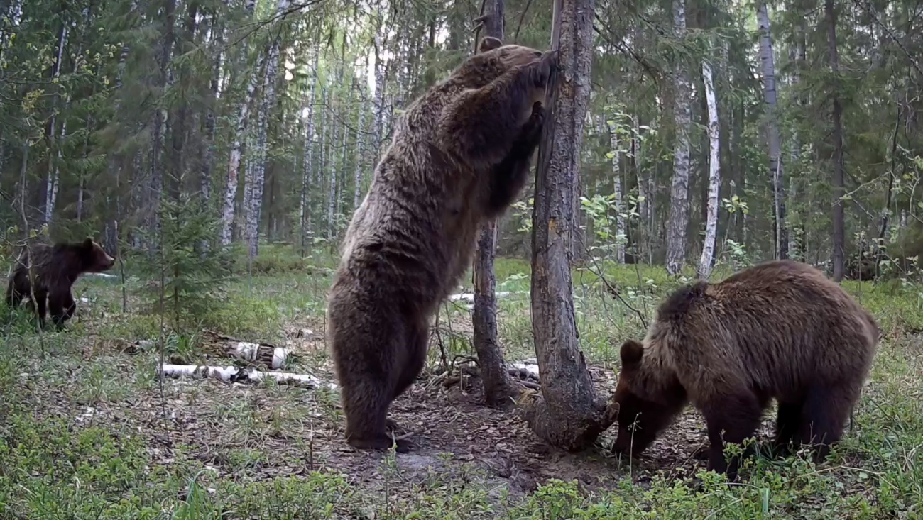 Мишки в марийском лесу: фотоловушки увидели медведицу с двумя пестунами