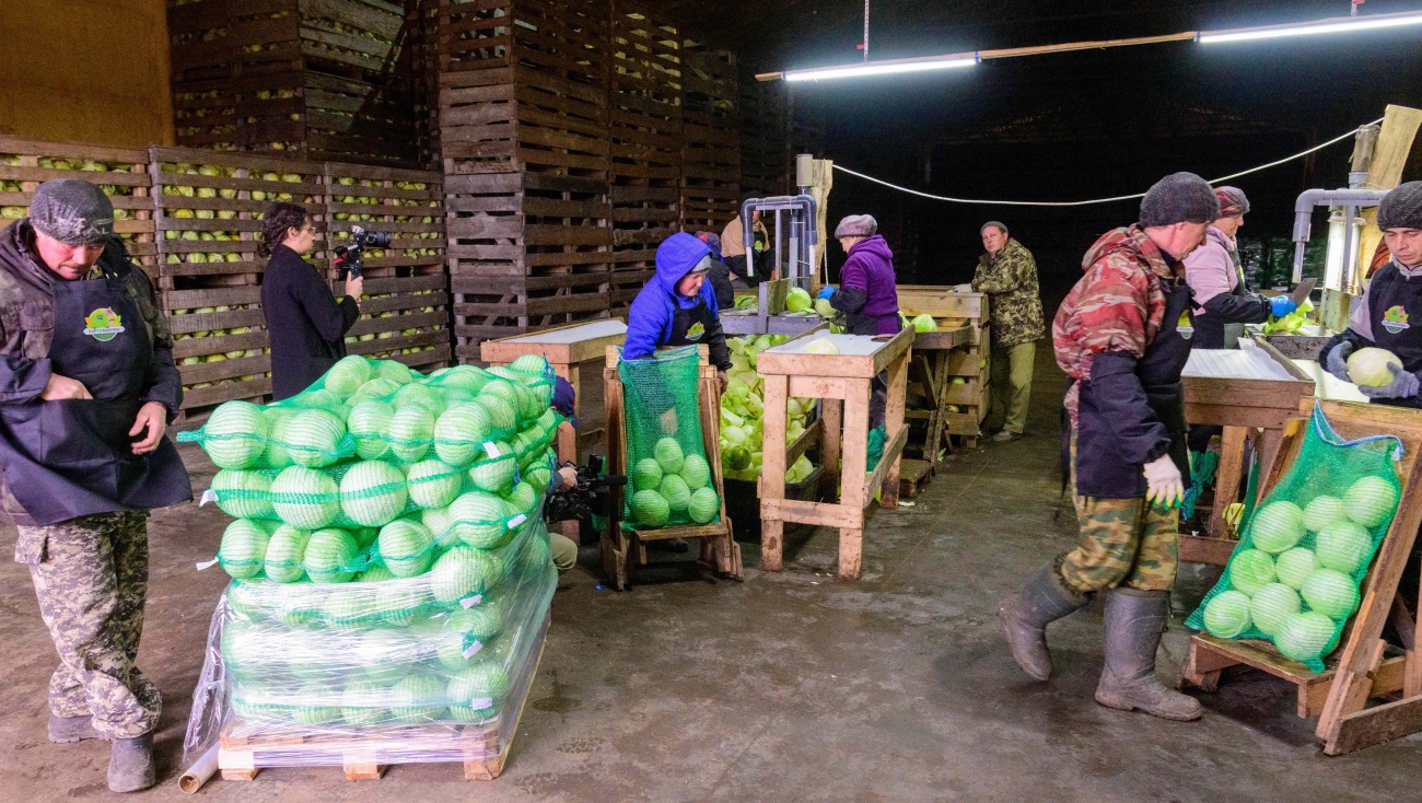 Фермер из Моркинского района успешно выращивает овощи, используя господдержку