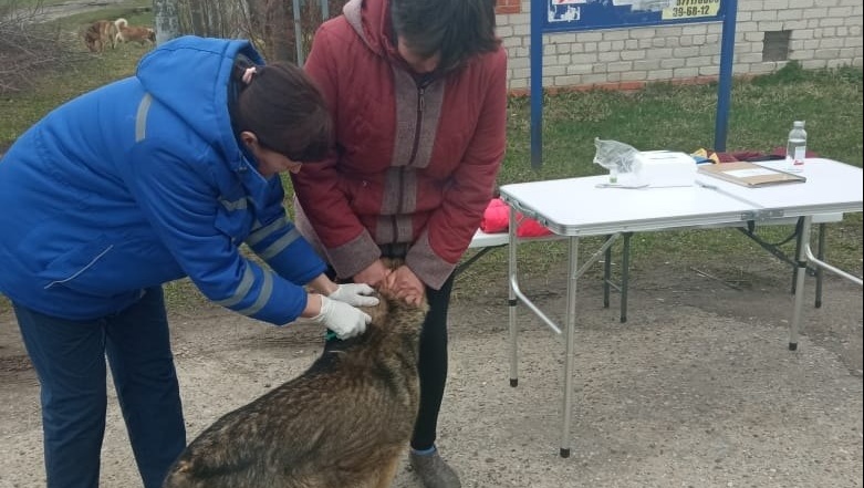 В деревне Якимово 16 домашних питомцев привиты от бешенства