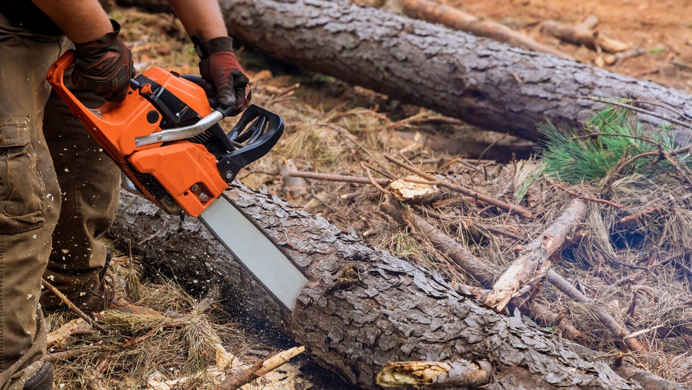 В Марий Эл на 200 тысяч рублей незаконно срубили семь деревьев