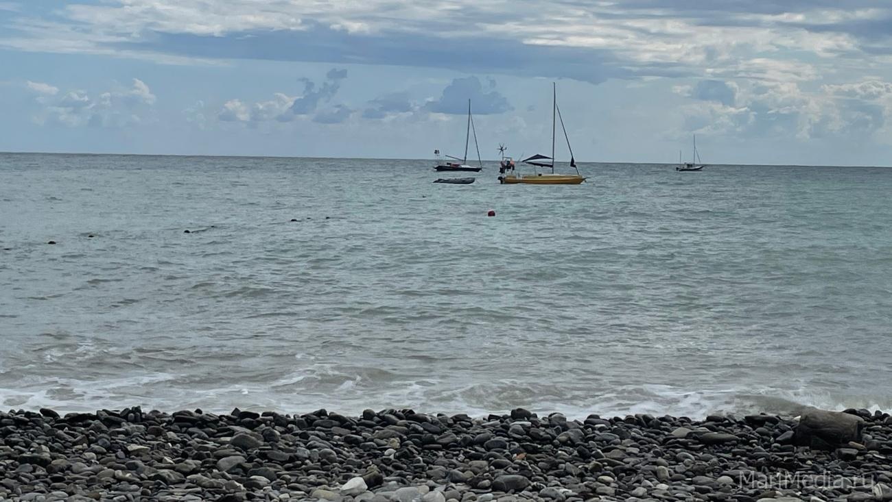 На берег Чёрного моря выбросило редких дельфинов