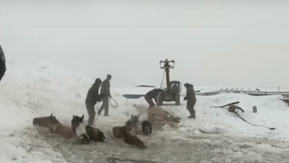 В Башкирии фермеры спасли провалившийся под лёд табун лошадей