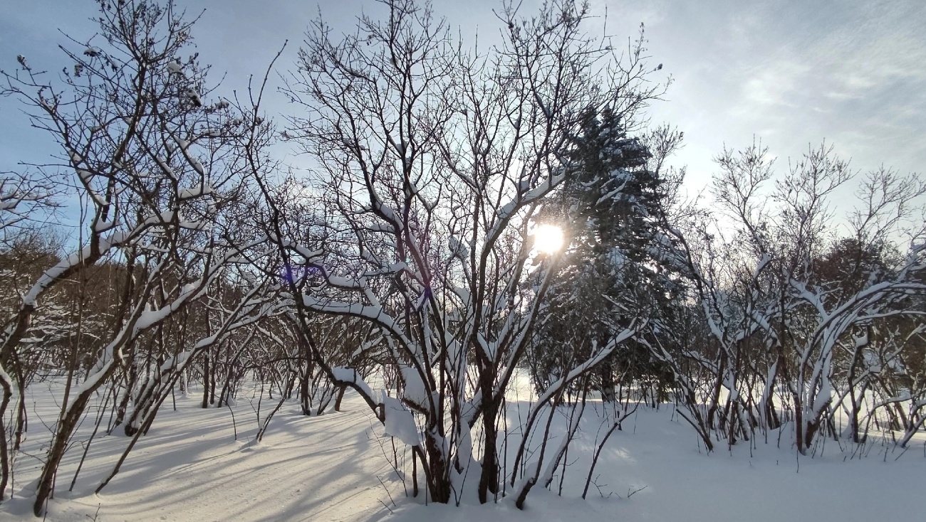 В каких числах в Марий Эл придёт настоящая весна: разъяснения экологов