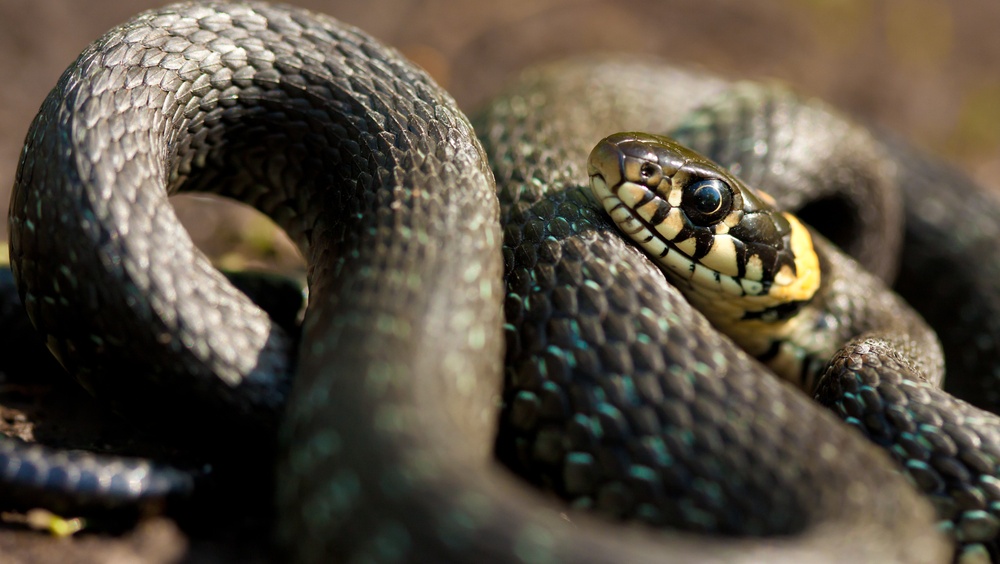 Как действовать, если укусила ядовитая змея