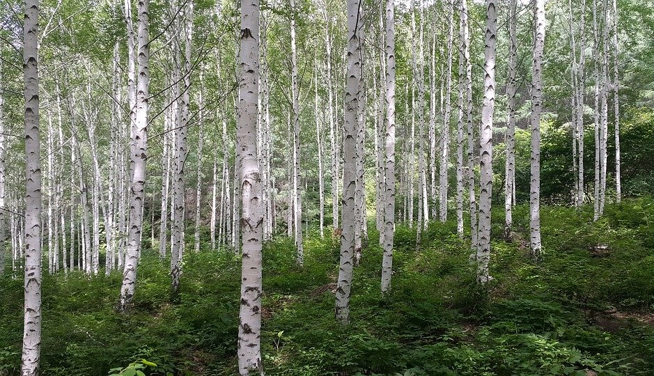 В Минкультуры республики обсудили вопросы государственной охраны священных рощ