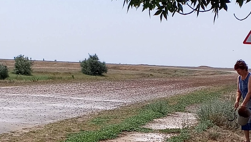 Регион ПФО атаковали полчища саранчи