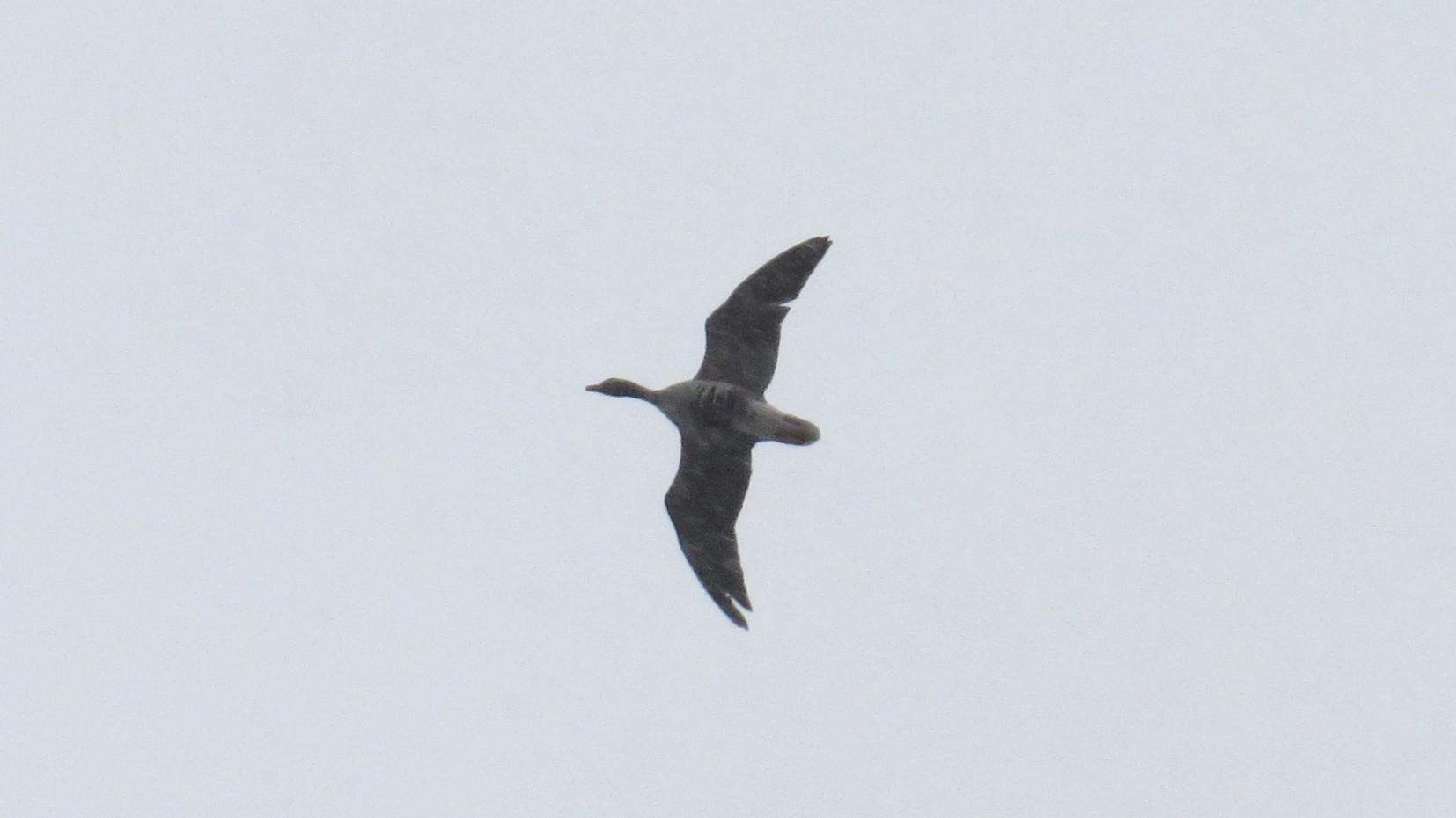 В Марий Эл снег приостановил половодье на Большой Кокшаге и стал испытанием для птиц