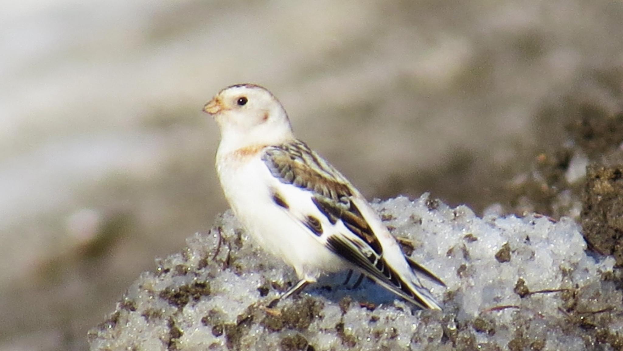 В Марий Эл возвращаются перелётные птицы