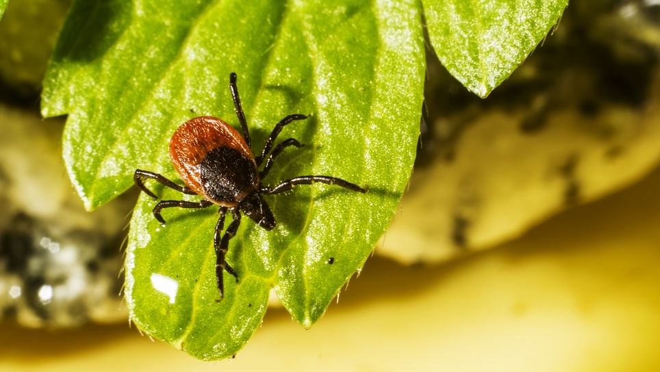 Клещи трепещут от ужаса: как жители Марий Эл могут защититься от кровососущих