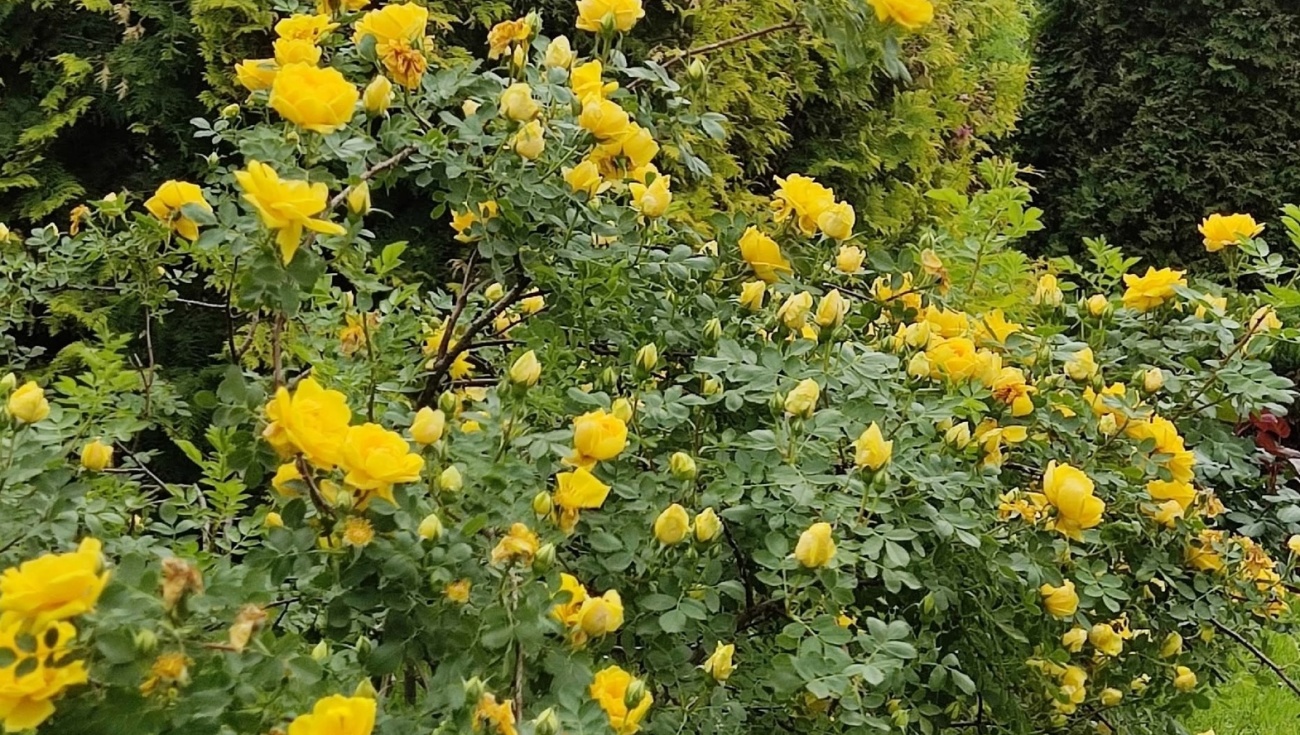 В Ботаническом саду в Йошкар-Оле благоухает вонючая роза