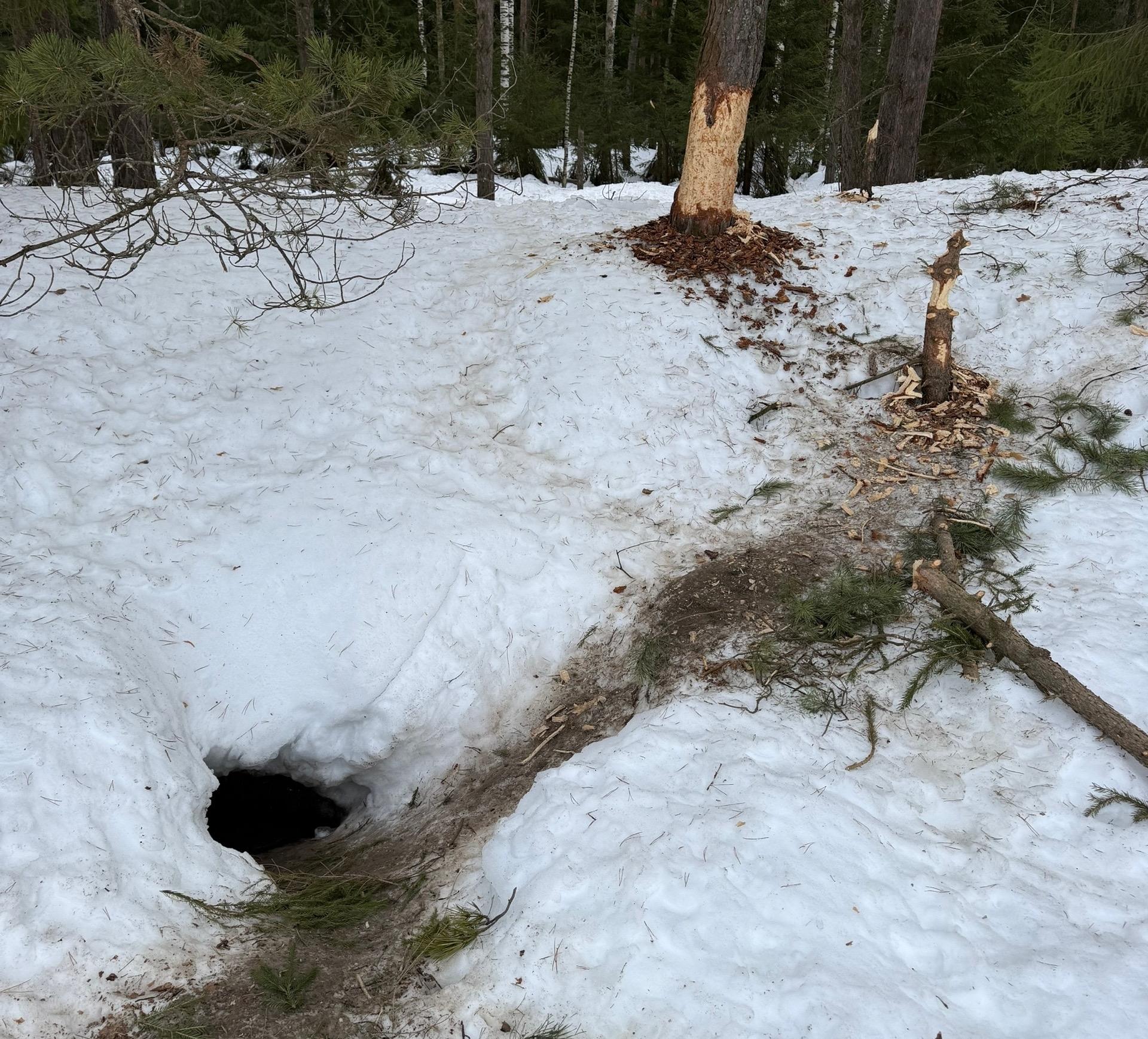 Гадюки и медведи в лесах Марий Эл пока ещё не проснулись