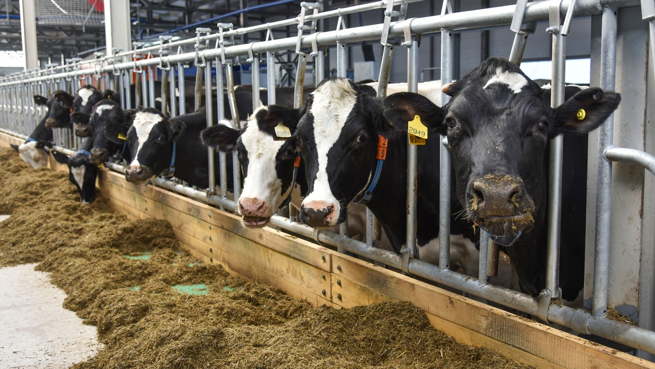 В Марий Эл коров теперь доят роботы