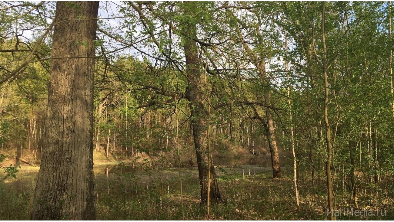 В Марий Эл вводят ограничения на посещение лесов