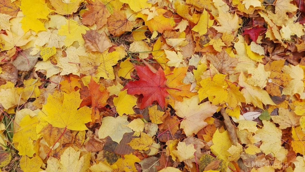 В Марий Эл сентябрь в этом году оказался самым сухим с начала метеонаблюдений