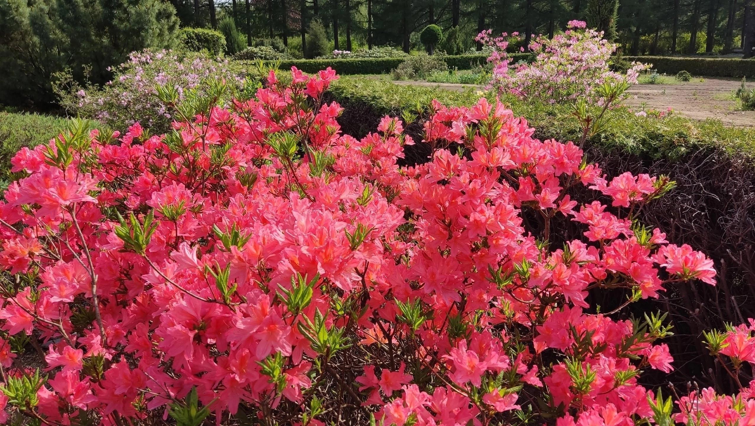 В Йошкар-Оле в Ботаническом саду нашли применение снегу