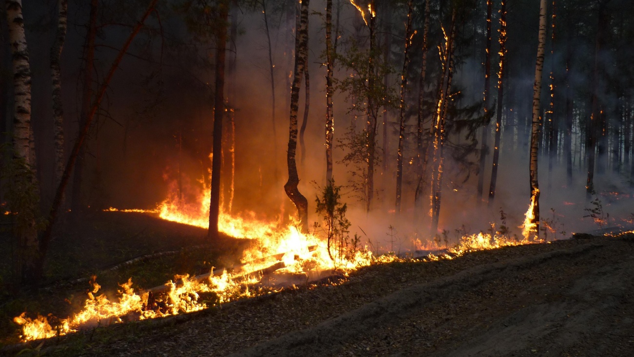 Марий Эл вошла в ТОП-30 регионов, где тушат лесные пожары в первые сутки