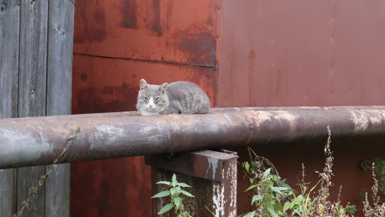 С жалобами на отопление жители Марий Эл могут обратиться в ОНФ